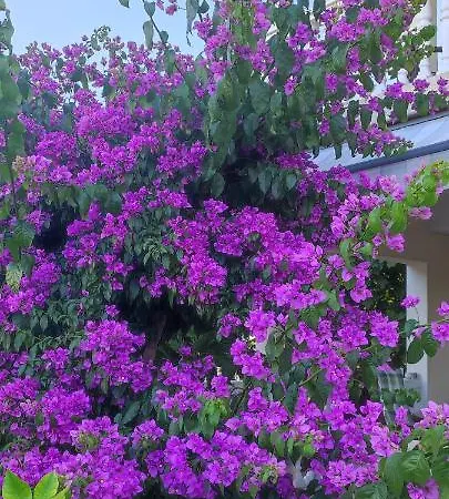 Garden * 佩特坎内